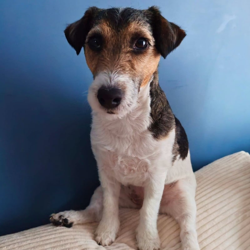 Rose, la mascotte de Chasarose Chien Jack Russell Terrier assis sur un coussin, regardant l'objectif, fond bleu